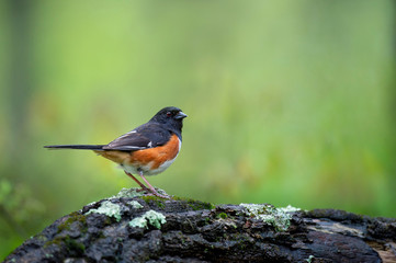 An Eastern Towhee perched on a textured log in the open with a smooth green background.