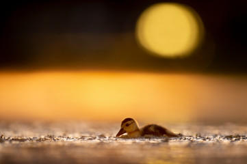 A Muskcovy duckling swims on a pond as it glows in the early morning sun that makes the pond show a golden yellow color.