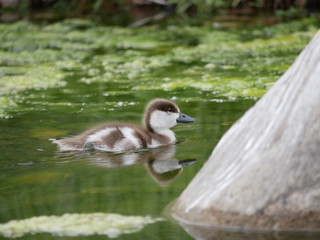 little very young roody shelduck  swims on the pond in the city Park. grey fluffy little duckling.  sunny summer day.