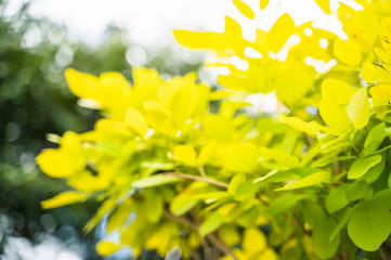 Green leaf background, bright sky, at Narathiwat, Thailand.