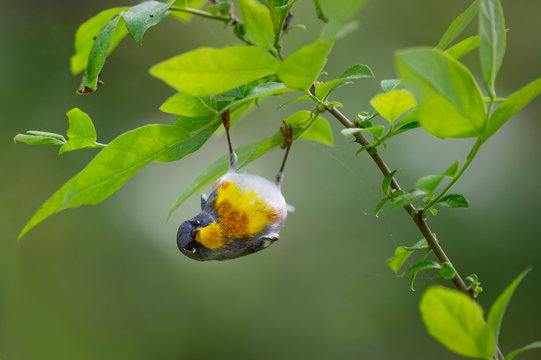 A Northern Parula hangs upside down from some leaves as it searches for insects underneath with a smooth green background.