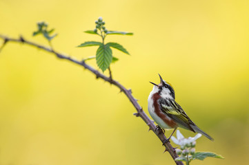 A colorful Chestnut-sided Warbler sings out loudly while perched on a thorny branch with a bright yellow background.