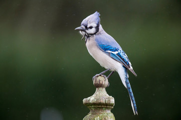 A colorful Blue Jay perched on a wooden fence post in a light rain with a smooth green background...