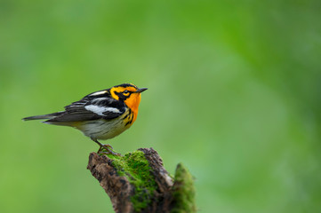 A male orange, black and white Blackburnian Warbler perched on a mossy stump with a smooth bright...