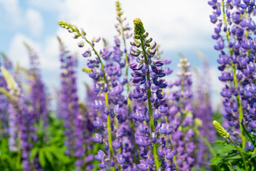 Lupine field with purple and blue flowers. Bunch of lupines summer flower background. Lupinus.