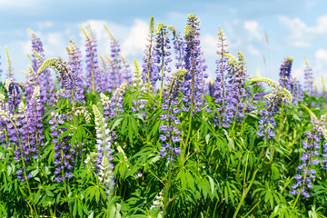 Obraz premium Lupine field with purple and blue flowers. Bunch of lupines summer flower background. Lupinus.