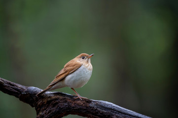 A Veery perched on a log in the soft overcast light with a smooth green background.