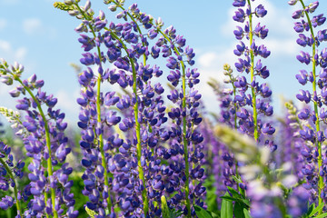 Obraz premium Lupine field with purple and blue flowers. Bunch of lupines summer flower background. Lupinus.