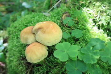 Pilze und Klee im Wald