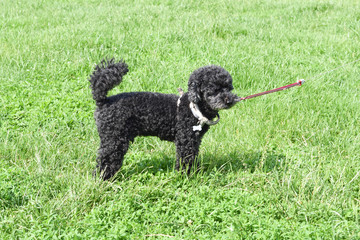 pet dog. in the park