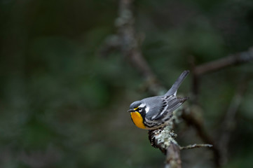 A Yellow-throated Warbler perched on a branch in a funny pose as it gets ready to take off.