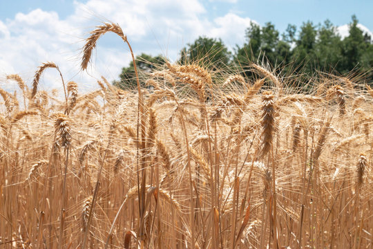 Wheat field crop
