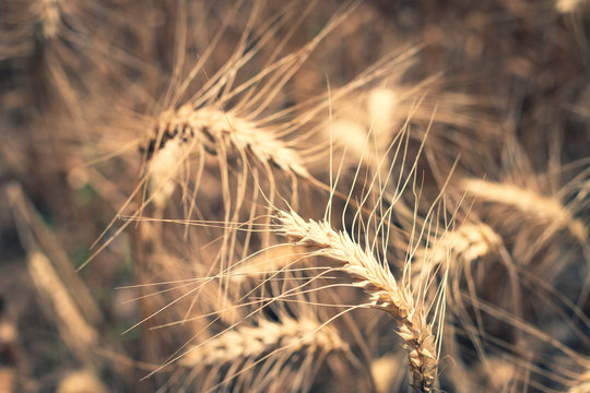 Wheat field close up of straw