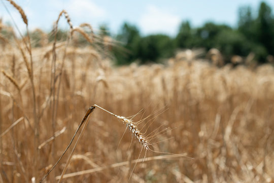 Wheat field with focus on single straw
