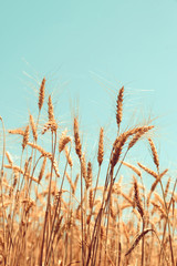 Wheat field straw with blue sky