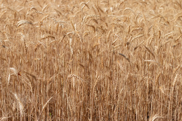 Wheat field