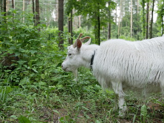 a young white goat walks in a clearing in the forest and eats juicy green grass. long, sharp horns. Sunny summer  day outside the city.