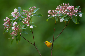 A bright yellow Prothonotary Warbler perched on a branch of pink flowering Mountain Laurel with a smooth green background.