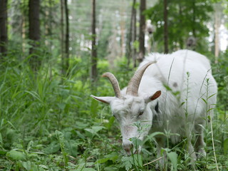 a young white goat walks in a clearing in the forest and eats juicy green grass. long, sharp horns. Sunny summer  day outside the city.