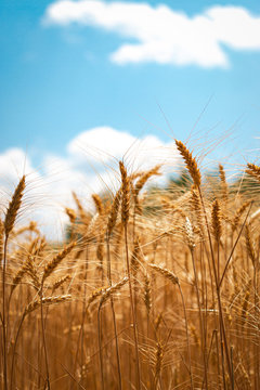 Wheat field straw with blue sky