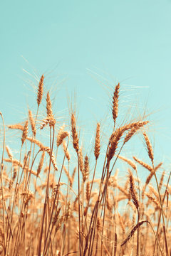 Wheat field straw with blue sky