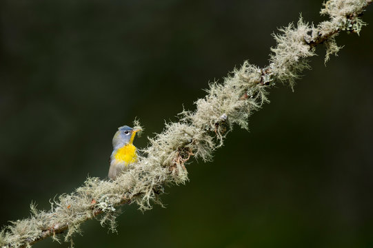 A female Northern Parula gathering nesting material of lichen off a tree covered in lichens with a smooth green background.