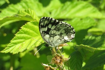 Melanargia butterfly on raspberry flowers in the garden, closeup 