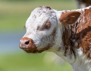 Close up photo of Longhorn Cattle in the UK
