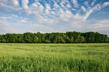 Green young cereal in the field, forest on the horizon and clouds on the sky