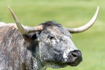 Close up photo of Longhorn Cattle in the UK