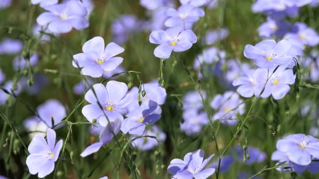 Blue flowers sway in the wind. linum usitatissimum