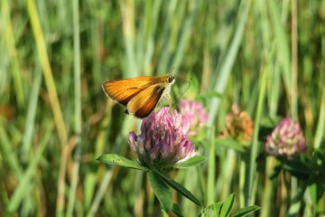 Skipper butterfly on clover flower in the meadow, closeup