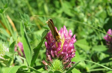 Skipper butterfly on clover flower in the meadow