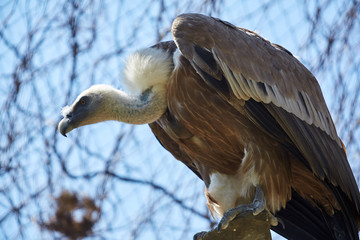 Griffon Vulture or Gyps fulvus