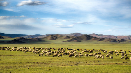 Sheep grazing on Mongolian steppes.