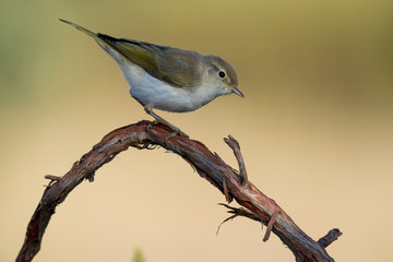 Western Bonelli warbler (Phylloscopus bonelli) perched on a branch. Spain