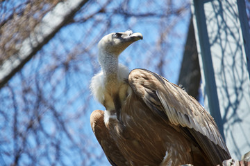Griffon Vulture or Gyps fulvus