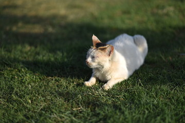 Fototapeta premium white cat