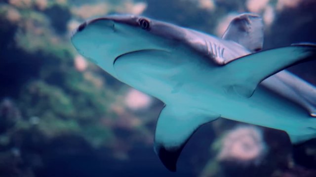 Shark Underwater Photo in Open Water