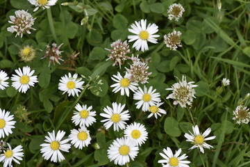  Meadow with daisies and white clover