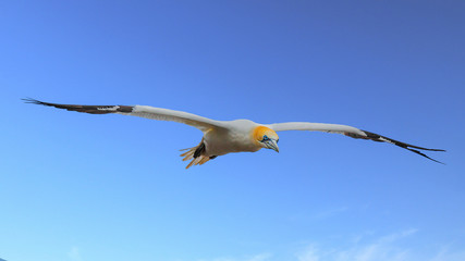 Gannets At Bempton Cliffs