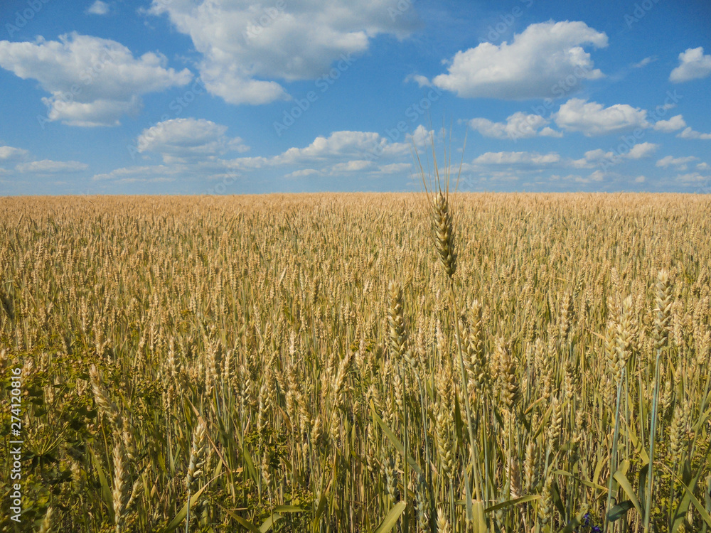 Wall mural one spikelet on the background of a field of ripe wheat of golden color and blue sky with white clou