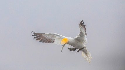 Gannets At Bempton Cliffs