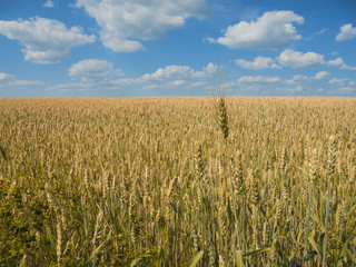one spikelet on the background of a field of ripe wheat of golden color and blue sky with white clouds