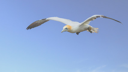 Gannets At Bempton Cliffs