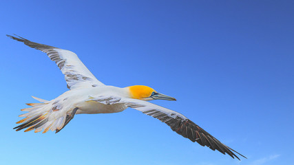 Gannets At Bempton Cliffs