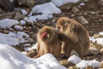 japanese macaques in snow in jigokudani at nagano