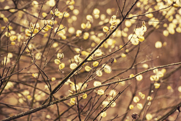 Blooming willow branches