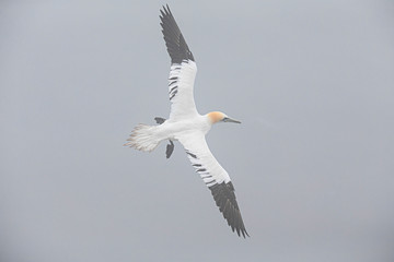 Gannets At Bempton Cliffs