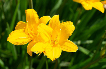 Flower to yellow lily on background green sheet